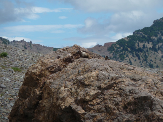 Marmots