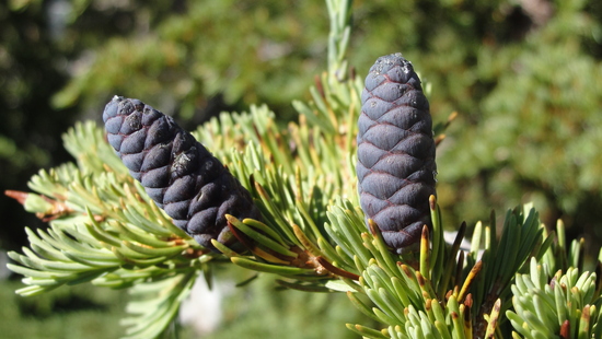 cones