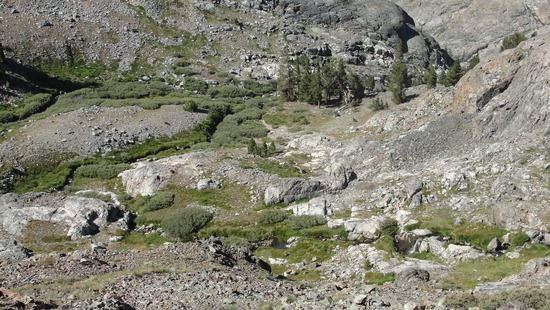 trees