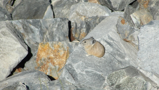 pika
