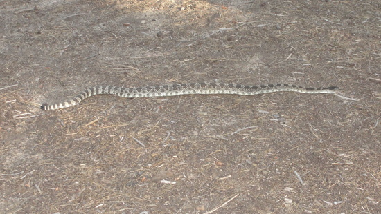 snake