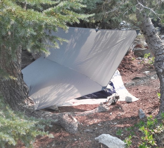 Tarp
