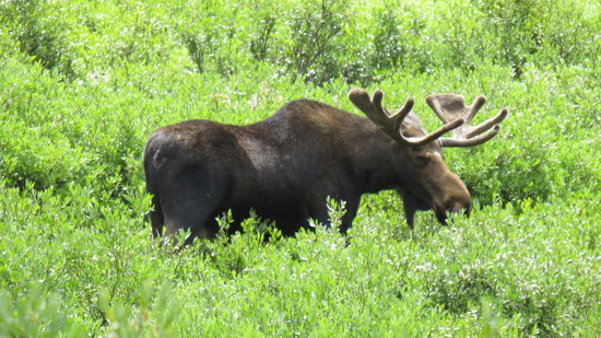 moose