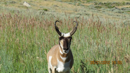antelope