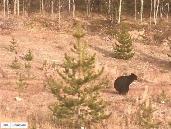 bear shitting in the woods