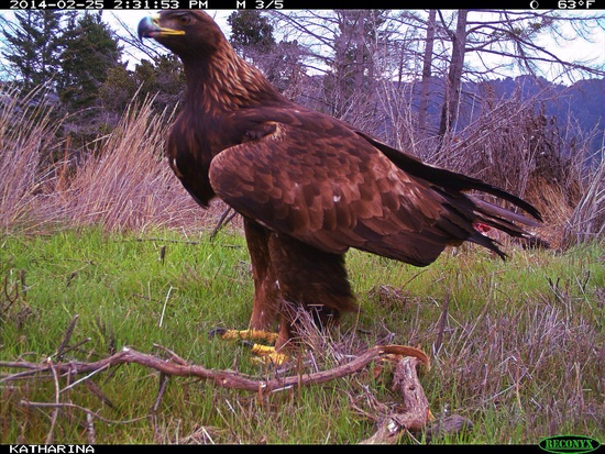 Eagle