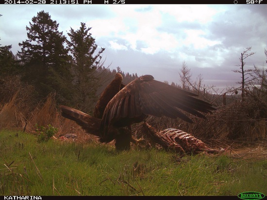 Eagle