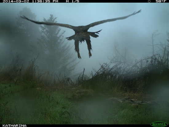 Eagle
