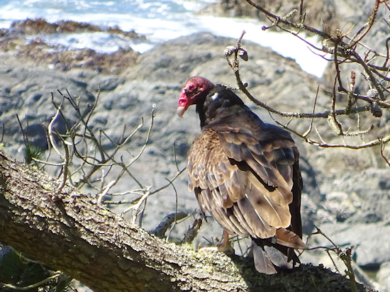Turkey Vulture