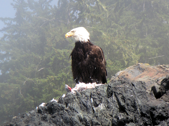 Bald Eagle