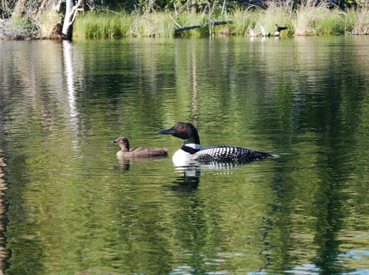 Loon