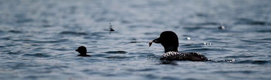 loon feedingher young