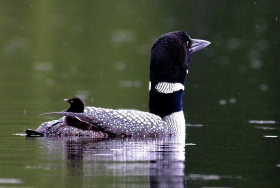 free ride!