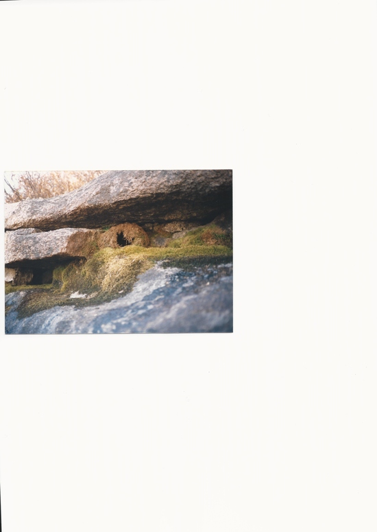 ouzel