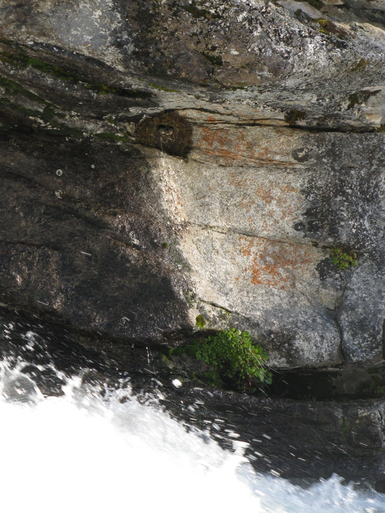 ouzel