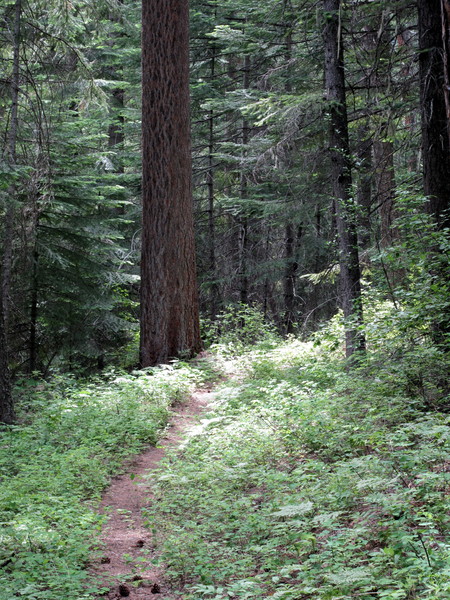 Wenaha River trail