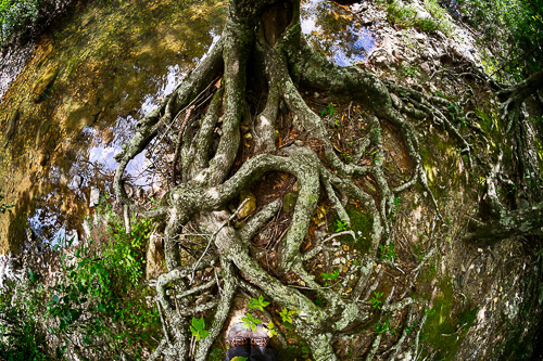 Roots