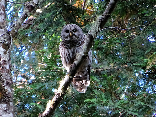Barred Owl