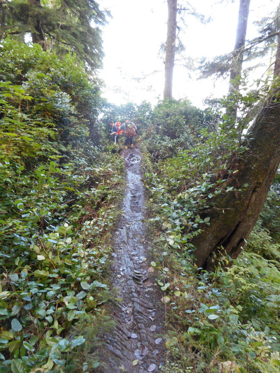 Trail or tree