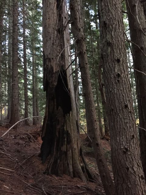 Trees