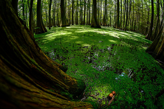 duckweed