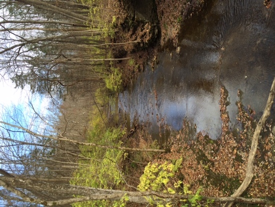 Yellow falls area
