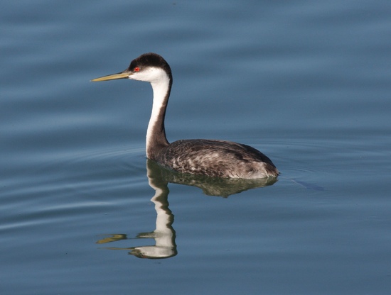 Grebe